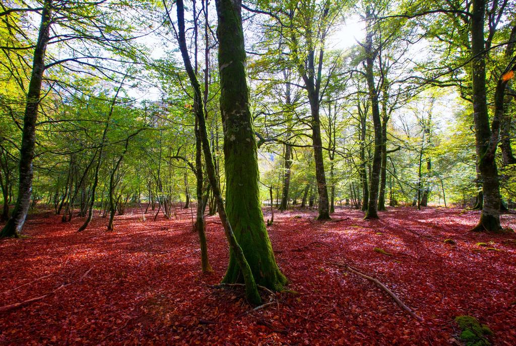 un paisaje tan diverso alcanza su máximo esplendor en otoño cuando marrones cálidos, amarillos intensos o embriagadores rojos tiñen las copas de los árboles.