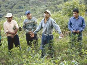 La parcela en junio 2008. Don Celso ya ha cosechado bien la coca, el suelo esta en mejores condiciones.