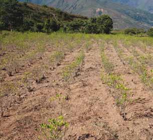 Las ventajas de producir en sistemas agroforestales Don Celso, Doña Julia, Don Javier y otros productores (as) nos explican las principales ventajas que han encontrado en practicar esta forma de