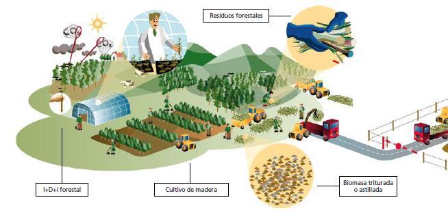 Ence, referente en energía con biomasa Biomasa Forestal La