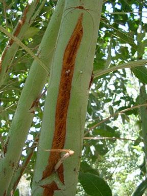 Este fenómeno se observó en Eucalyptus globulus en las regiones de Valparaíso y Metropolitana en fustes y ramas con diámetros menores a 10 cm.