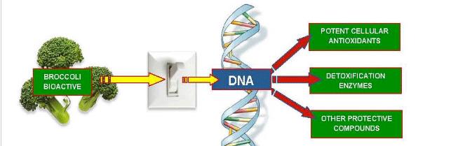Nutrigenómica (genómica nutricional) Pretende proporcionar un conocimiento molecular (genético) en los componentes de la dieta