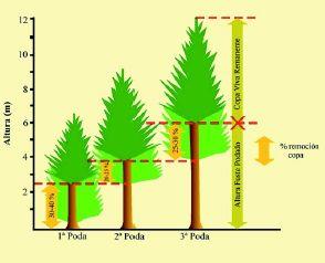 PODA RALEOS a) sistema con objetivo forestal manejado con 800 arb/ha b) sistema silvopastoral con 400 árboles homogéneamente distribuidos, y mejoramiento de pradera; c)