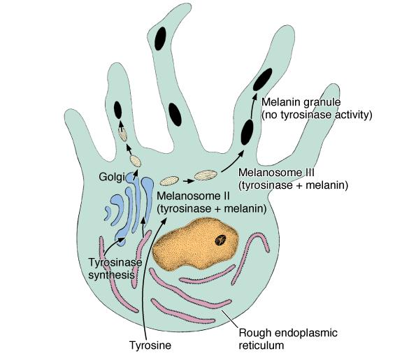 Melanocitos Son células dendríticas dispersas en el estrato basal.