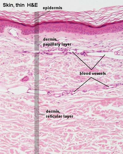 Dermis Dermis papilar Dermis reticular Dermis papilar: la más superficial. Consiste en tejido conjuntivo laxo debajo de la epidermis. Es relativamente delgada.