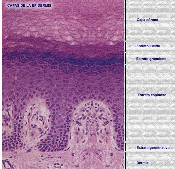 Epidermis Epitelio estratificado plano queratinizado Con estratos (capas) bien definidos Estrato córneo Células queratinizadas Estrato lúcido Estrato granuloso Sólo en