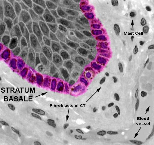 Epidermis Estrato basal Está constituido por una sola fila de células que descansa sobre la membrana basal. ESTRATO BASAL Dermis Contiene las céls.