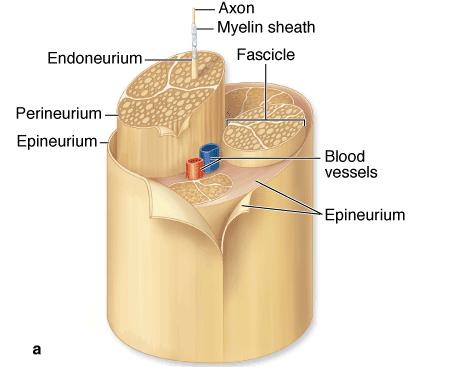 Tejido conjuntivo: Epineuro: capa superficial externa de tejido conjuntivo denso y una capa