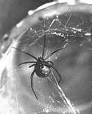 Animales ponzoñosos ARACNIDOS LATRODECTUS Viuda Negra Todas las arañas son venenosas ya que el veneno es parte del fermento que usa para la digestión de sus alimentos En el Perú y