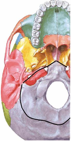 Límites profundos del cuello PROFUNDOS SUPERIORES PROFUNDOS INFERIORES base del cráneo entre apófisis pterigoides, apófisis estiloides, protuberancia occipital externa y borde posterior de rama
