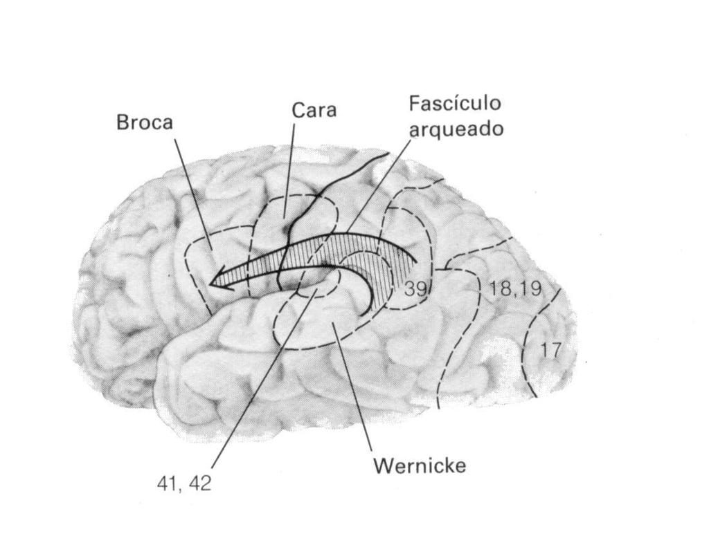 Centro de los conceptos de objetos (B). Para este centro no se señala ninguna localización cerebral específica. Estaría conectado con el Área de Broca (M) y el Área de Wernicke (A).