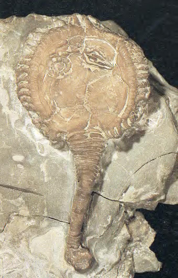 Composición del fósil Idéntica