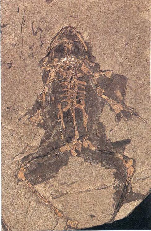 Ejemplos de Fossil Lagerstäten en Aragón Mioceno inferior continental de Rubielos de