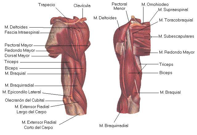 A continuación se muestran los músculos que rodean la articulación del