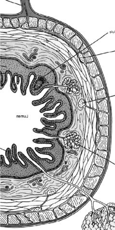 Organización histológica del tubo digestivo (desde el esófago al ano) Mucosa: recubre la luz Epitelio de revestimiento Glándulas exocrinas unicelulares Glándulas exocrinas pluricelulares Lámina