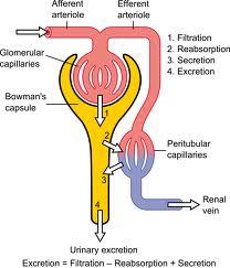 El Índice o tasa de filtrado glomerular es: el volumen de fluido filtrado por unidad de tiempo desde los capilares glomerulares