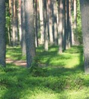 madera de alta calidad a clientes comprometidos con el medio ambiente.