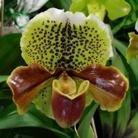 Las orquídeas vienen de varios tipos, pero todos tienen cinco pétalos exterior que rodean una garganta interior en forma de estrella.
