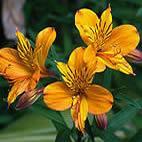 A. Variedades de Flores ALSTROEMERIA Conocido como "Lirio del Perú" tiene un tallo de 50 a 80 cms con unos seis brotes por tallo.