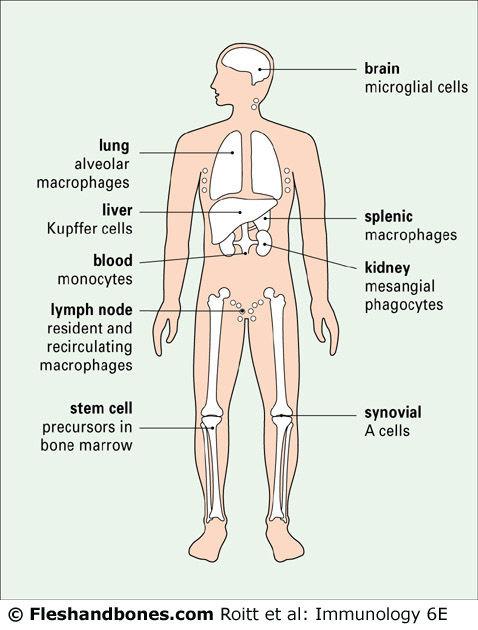 La respuesta inmunitaria está mediada por varios tipos de células y mediadores solubles Componentes del sistema inmunitario Los