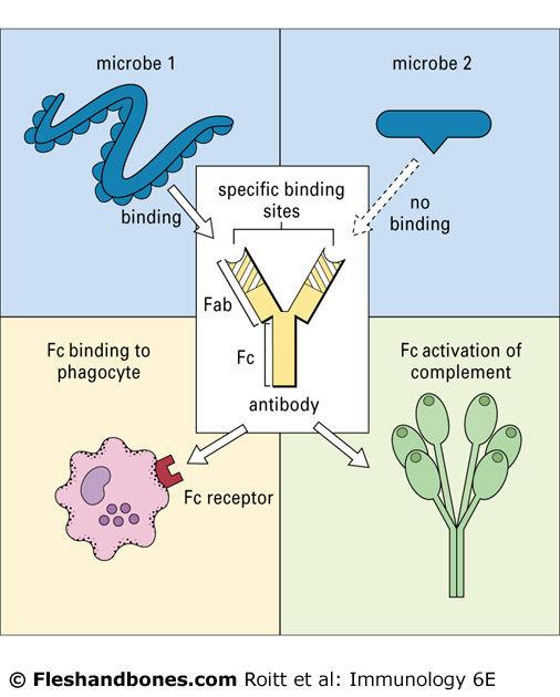 linfocitos, los fagocitos y otras células Interferones Mediadores solubles de