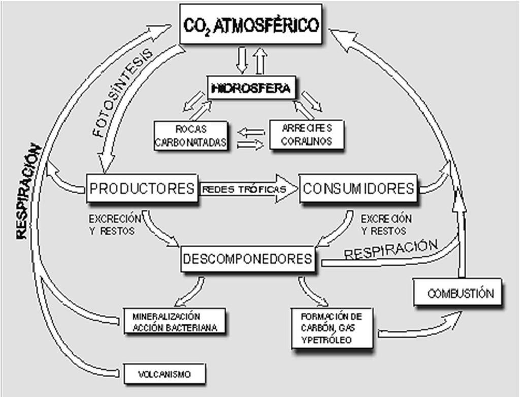 7. Hay diversas actividades humanas que producen alteraciones en el ciclo del carbono; por ejemplo: La utilización de combustibles fósiles vierte grandes cantidades de CO2 a la atmósfera extrayéndolo