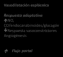 Disfunción endotelial Angiogénesis NO, Tromboxano, NE PELS