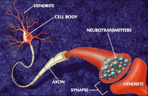 Neuronas Sobre 200 billones en nuestro cuerpo células nerviosas, elementos básicos