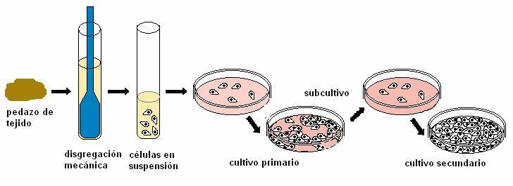 Figura 1. Esquema cultivo celular: cultivo primario y cultivo secundario. Tomado de [2].