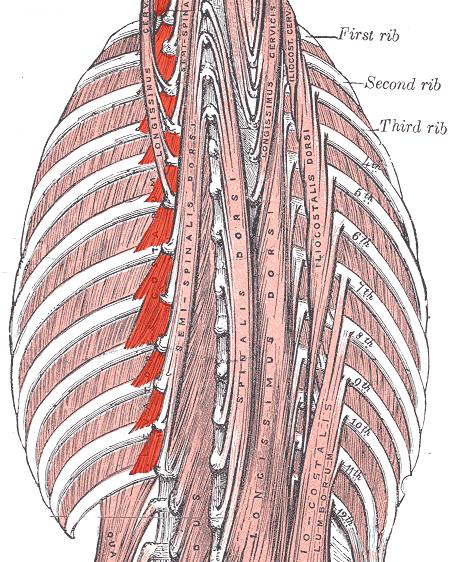 Músculos: Elevadores de las costillas. Borde inferior costilla.