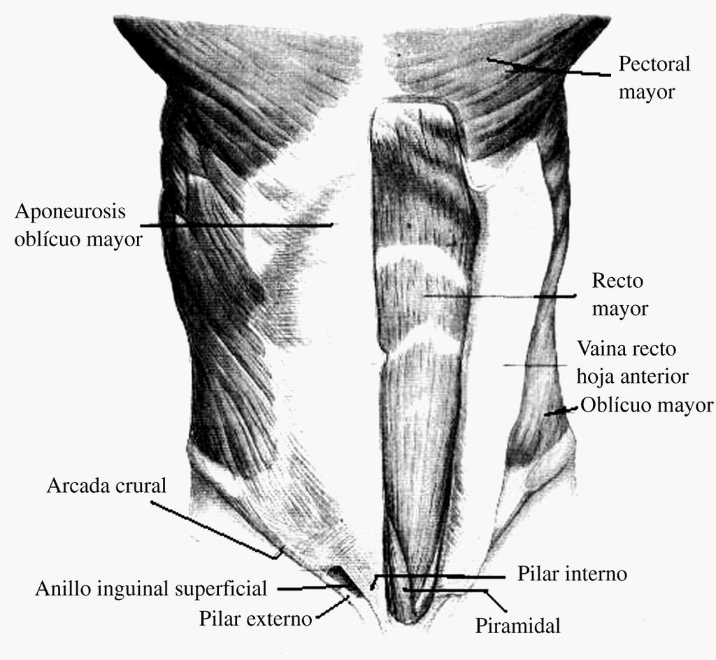 Piramidal del abdomen. Sínfisis pubis.