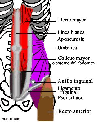 Oblicuo mayor del abdomen. Cara lateral de la 5º a 12º. Tercio anterior cresta iliaca y aponeurosis del recto abdominal.