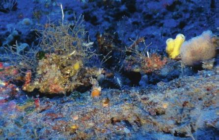 para el Mediterráneo y se ha documentado en Ausías March a una profundidad de 138 m. Nidalia indemares en Ausías March.