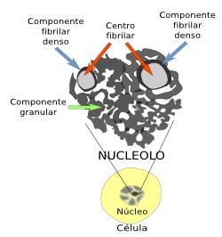 Normalmente las células que están realizando una gran síntesis proteica poseen nucléolos grandes.