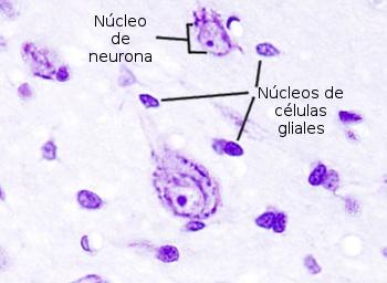 La célula. Núcleo. 4 El núcleo es la estructura que caracteriza a las células eucariotas.
