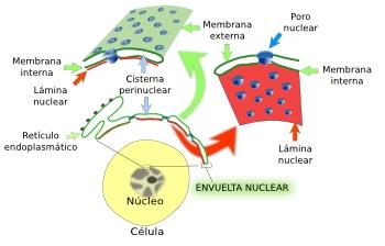 comunicación entre ellos, es decir, el movimiento de macromoléculas entre nucleoplasma y citoplasma c) establece la forma nuclear d) contribuye a la organización interna del núcleo, ya que aporta