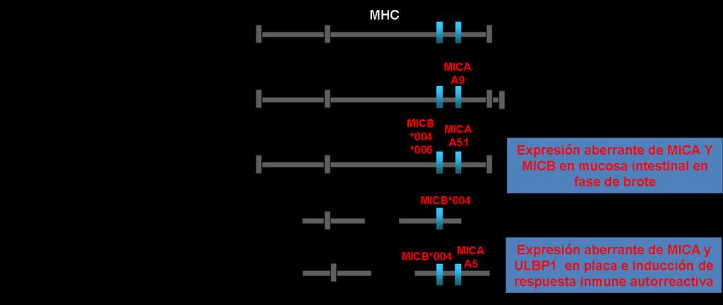 Líneas de investigación principales 3. Papel de NKG2D y sus ligandos en autoinmunidad. Estudios inmunogenéticos y funcionales.
