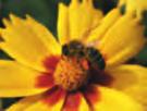 1 1 Las abejas se alimentan del néctar y del polen de las flores, que transportan pegado en su cuerpo hasta otros lugares.