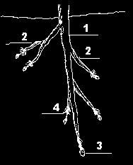 Observa el dibujo de la raíz: Puedes diferenciar la raíz principal (1) con forma de cono que se alarga. Otras raíces laterales más pequeñas que se llaman raíces secundarias (2).