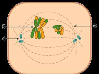 1. Ciclo Profase I a) Meiosis I b) Mesiosis II d) Diacinesis o o o Los cromosomas condensan totalmente.
