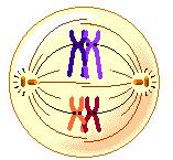 1. Ciclo a) Meiosis I Meiosis I Metafase I 1. Acoplamiento de los microtúbulos a los cinetocoros 2.