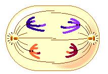 1. Ciclo a) Meiosis I Meiosis I Anafase I 1. Rotura de las quiasmas (entrecruzamiento) 2.