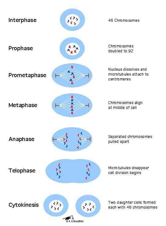 1. Ciclo a) Interfase b) Fase M Fase M MITOSIS La mitosis es el proceso mediante el que una célula eucariota se divide para dar origen a otras dos células, idénticas entre sí y a ella misma.