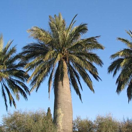 Supongamos que aprendemos a diferenciar entre la palmera canaria y la palmera chilena.