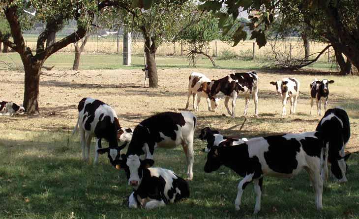 Bovino Nuevas estrategias en el diagnóstico y tratamiento de los quistes ováricos en la vaca de leche Louis F. Archbald y Julian A.