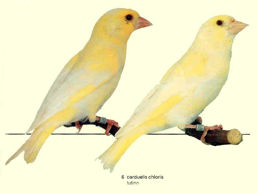 VERDERÓN COMÚN (Mutación Lutina) Estos pájaros machos y hembras tienen los ojos rojos (color rubí). El pico y las patas son de color carne.