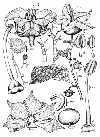 Fig. 9. Jaltomata dendroidea S. Leiva & Mione,. A. Semilla; B. Flor en antésis; C. Fruto; D. Antera en vista dorsal; E. Antera en vista lateral; F. Pelo glandular del interior del cáliz; G.