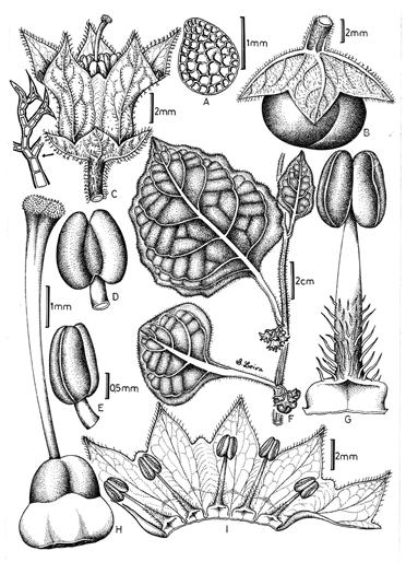 Fig. 29. Jaltomata aricapampae S. Leiva & Mione, A. Semilla; B. Fruto; C. Flor en antésis; D. Antera en vista dorsal; E.