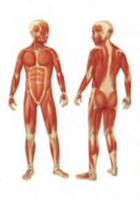 Los músculos son órganos, pueden estirarse y después recuperar su forma y tamaño. Los músculos esqueléticos se unen a los huesos mediante los.