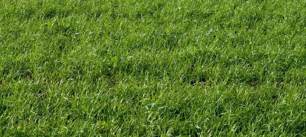 Lolium multiflorum (Rye Grass anual). Especie macollante de ciclo anual de alta tasa de crecimiento. De textura media y color verde claro con haz muy brillante.